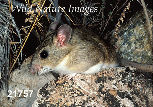 White-toothed Woodrat (Neotoma leucodon)